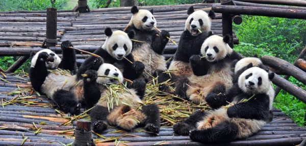 Sichuan Highlights - Tour 13 days