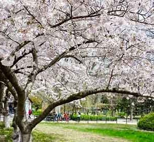 Shandong - 山东省