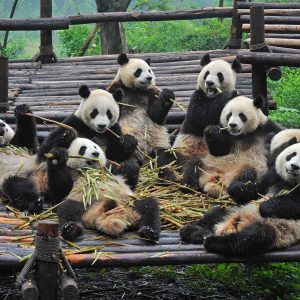 Centre des Pandas de Chengdu