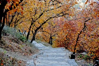 Fragrant Hills Park 香山公园
